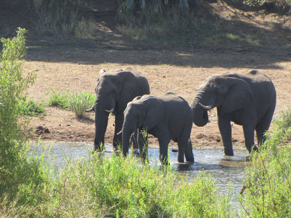 elephants