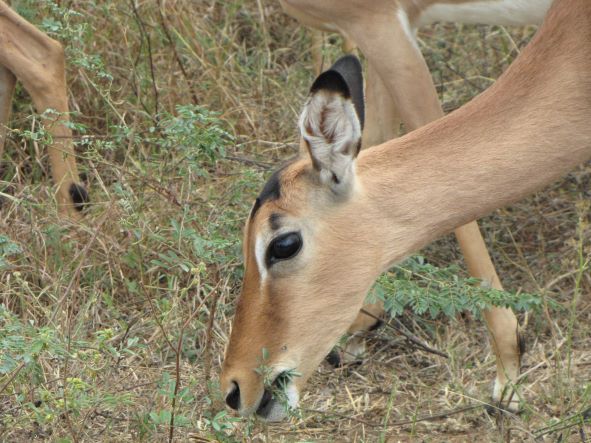 Impala small Wolhuter Trail